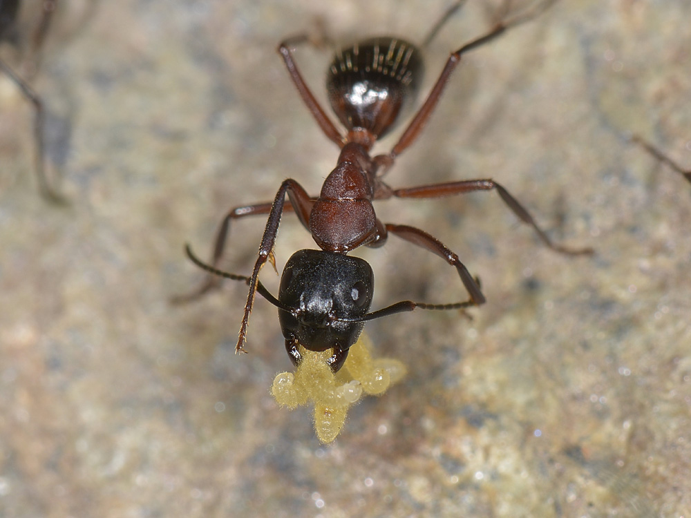 Camponotus ligniperda?